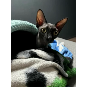 Кот — стикер для MAX