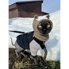 Кот — стикер для MAX