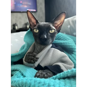 Кот — стикер для MAX
