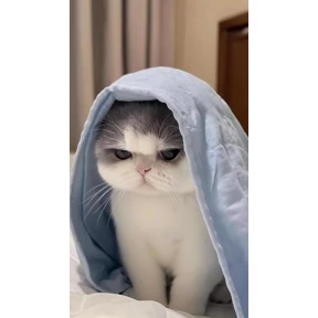 Мой — стикер для MAX