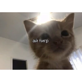 Prprprpro — стикер для MAX