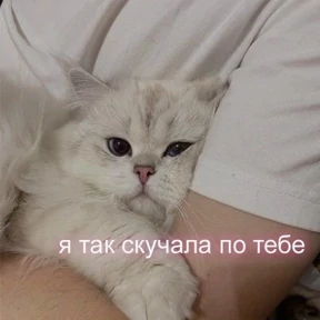 Prprprpro — стикер для MAX