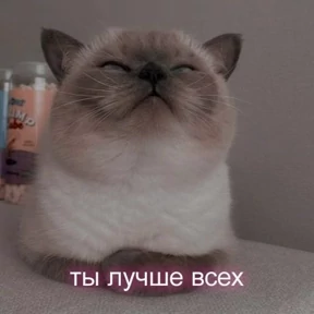 Prprprpro — стикер для MAX
