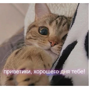 Prprprpro — стикер для MAX