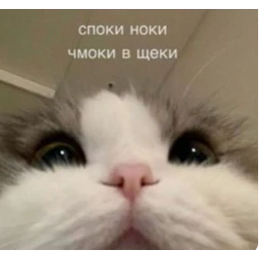 Prprprpro — стикер для MAX