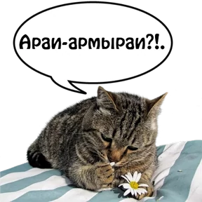 Бесленей.Ru — стикер для MAX