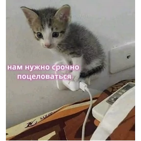 Prprprpro — стикер для MAX