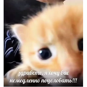 Prprprpro — стикер для MAX