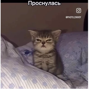 Prprprpro — стикер для MAX