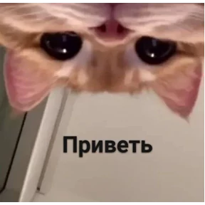 Prprprpro — стикер для MAX