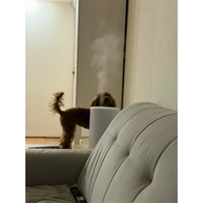 Холли — стикер для MAX