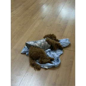 Холли — стикер для MAX