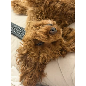 Холли — стикер для MAX