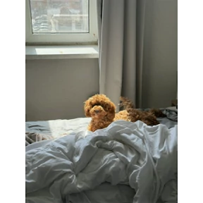 Холли — стикер для MAX