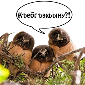Бесленей.Ru — стикер для MAX