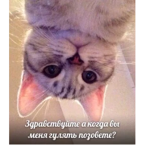 Prprprpro — стикер для MAX