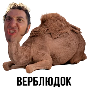 Звери — стикер для MAX