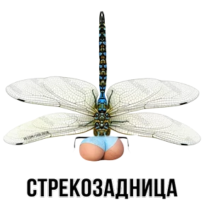 Звери — стикер для MAX