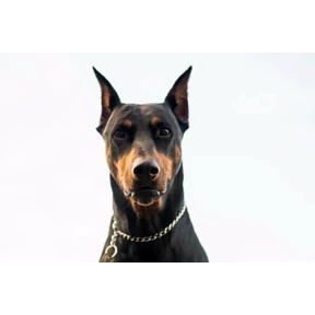 Гарри — стикер для MAX