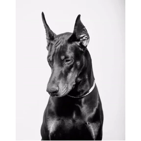 Гарри — стикер для MAX