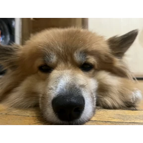 Олени — стикер для MAX