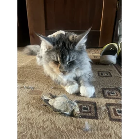 Свое — стикер для MAX