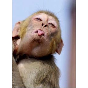Токсик — стикер для MAX
