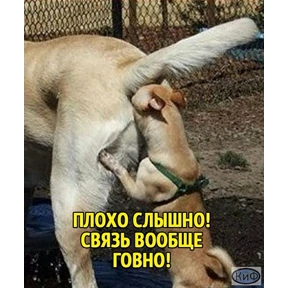 Пёсики — стикер для MAX