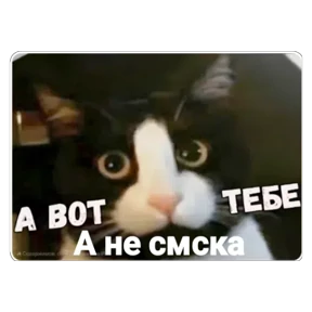 КБ — стикер для MAX