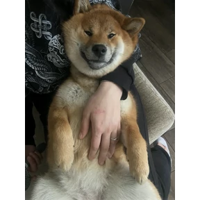 Миюшка — стикер для MAX