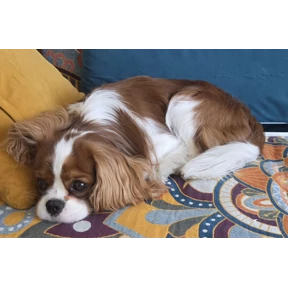 Милый зверь — стикер для MAX