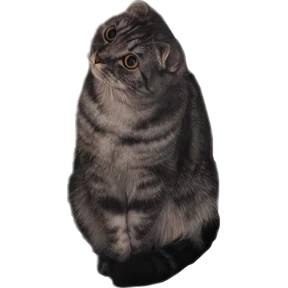Буся — стикер для MAX