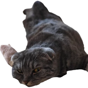 Буся — стикер для MAX