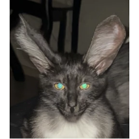 Кот2 — стикер для MAX