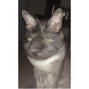 Кот2 — стикер для MAX