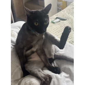 Кот2 — стикер для MAX