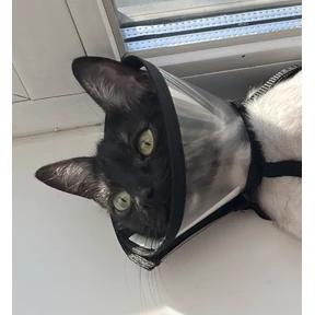 Кот2 — стикер для MAX