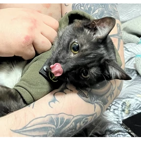 Кот2 — стикер для MAX