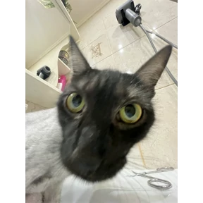 Кот2 — стикер для MAX