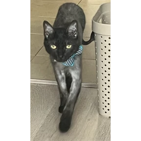 Кот2 — стикер для MAX