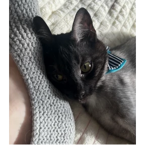 Кот2 — стикер для MAX