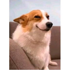 Мемы — стикер для MAX