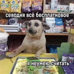 why? — стикер для MAX