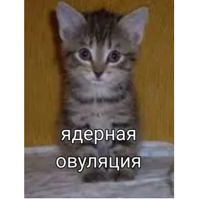 Сес — стикер для MAX