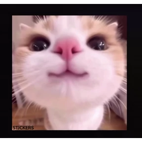Наши стикеры — стикер для MAX