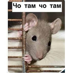 Мой — стикер для MAX