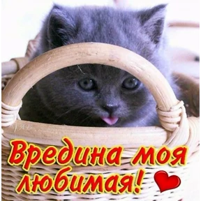 Мем-пак — стикер для MAX