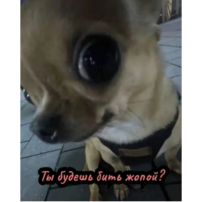 Стрипули — стикер для MAX