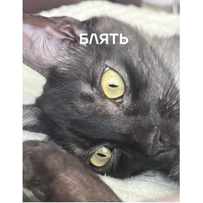 Кот2 — стикер для MAX