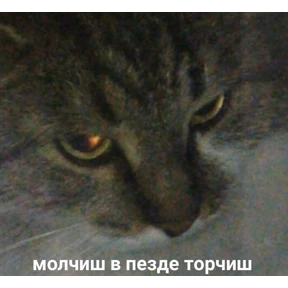 Мемы — стикер для MAX